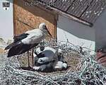 Capi_Dubne_20250622_131003.jpg