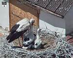 Capi_Dubne_20250622_132002.jpg