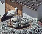 Capi_Dubne_20250622_135003.jpg