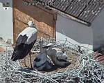 Capi_Dubne_20250622_135504.jpg