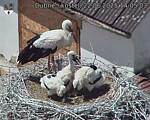 Capi_Dubne_20250622_140503.jpg