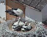 Capi_Dubne_20250622_142002.jpg
