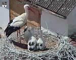 Capi_Dubne_20250622_142503.jpg