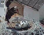 Capi_Dubne_20250622_144503.jpg