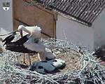 Capi_Dubne_20250622_150503.jpg