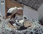 Capi_Dubne_20250622_152502.jpg