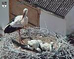 Capi_Dubne_20250622_154002.jpg