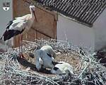 Capi_Dubne_20250622_155503.jpg