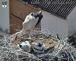Capi_Dubne_20250622_164503.jpg