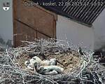 Capi_Dubne_20250622_171002.jpg