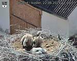 Capi_Dubne_20250622_172003.jpg