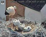 Capi_Dubne_20250622_175502.jpg