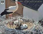 Capi_Dubne_20250622_180003.jpg