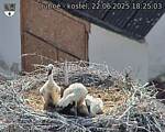 Capi_Dubne_20250622_182503.jpg