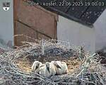 Capi_Dubne_20250622_190003.jpg