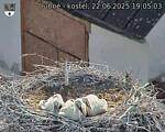 Capi_Dubne_20250622_190503.jpg