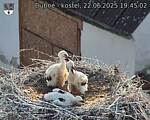 Capi_Dubne_20250622_194503.jpg