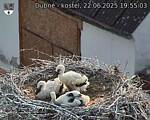Capi_Dubne_20250622_195503.jpg