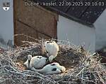 Capi_Dubne_20250622_201003.jpg
