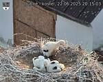 Capi_Dubne_20250622_201503.jpg