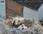 Capi_Dubne_20250622_202002.jpg