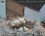 Capi_Dubne_20250622_202503.jpg