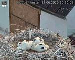 Capi_Dubne_20250622_203002.jpg