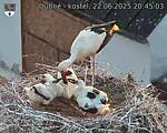 Capi_Dubne_20250622_204503.jpg