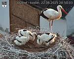 Capi_Dubne_20250622_205003.jpg