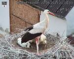 Capi_Dubne_20250622_211003.jpg