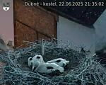 Capi_Dubne_20250622_213502.jpg