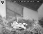 Capi_Dubne_20250622_214002.jpg