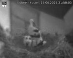 Capi_Dubne_20250622_215003.jpg
