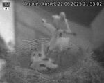 Capi_Dubne_20250622_215502.jpg