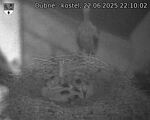 Capi_Dubne_20250622_221002.jpg