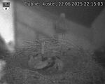 Capi_Dubne_20250622_221503.jpg
