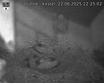 Capi_Dubne_20250622_222502.jpg