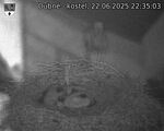 Capi_Dubne_20250622_223503.jpg