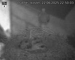 Capi_Dubne_20250622_225003.jpg
