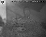 Capi_Dubne_20250622_231003.jpg
