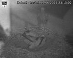 Capi_Dubne_20250622_231502.jpg