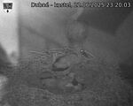 Capi_Dubne_20250622_232003.jpg