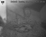 Capi_Dubne_20250622_232502.jpg