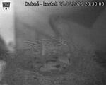 Capi_Dubne_20250622_233003.jpg