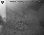 Capi_Dubne_20250622_233502.jpg