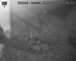 Capi_Dubne_20250622_234002.jpg