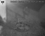 Capi_Dubne_20250622_234503.jpg