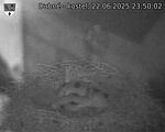 Capi_Dubne_20250622_235002.jpg