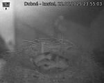 Capi_Dubne_20250622_235503.jpg