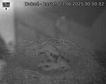 Capi_Dubne_20250623_000002.jpg
